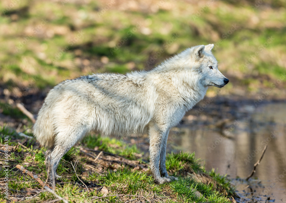 Obraz premium White Arctic wolf in a forest in Northern Canada alert and looking for prey, taken just after the snows had cleared in early April.