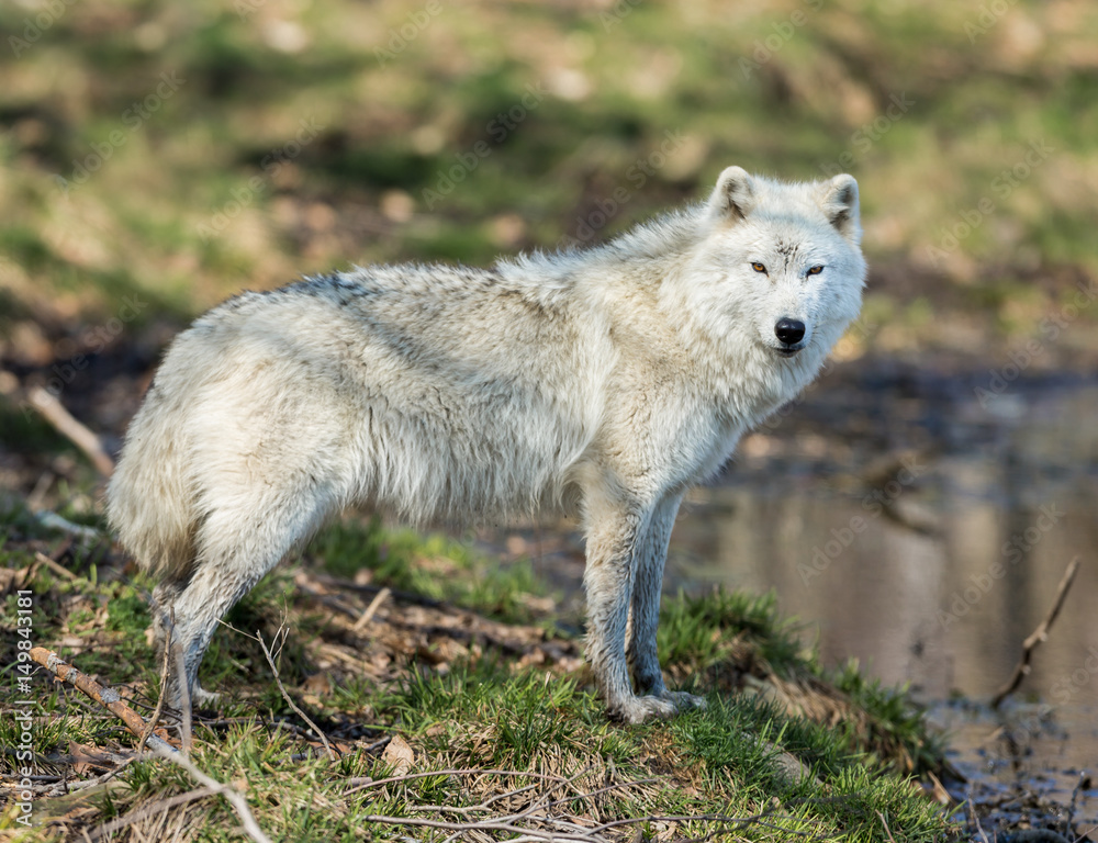Fototapeta premium White Arctic wolf in a forest in Northern Canada alert and looking for prey, taken just after the snows had cleared in early April.
