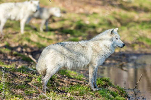 White Arctic wolf in a forest in Northern Canada alert and looking for prey  taken just after the snows had cleared in early April.