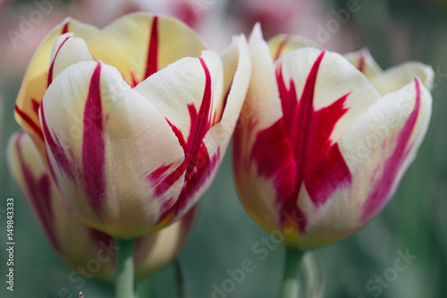 Amazing tulip.