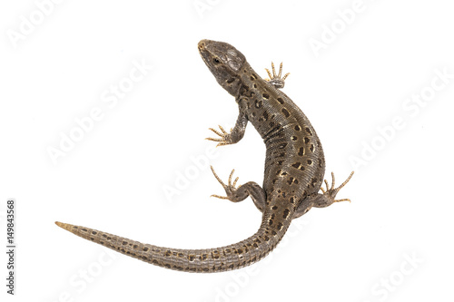 Lizard (Lacerta agilis) isolated on a white background