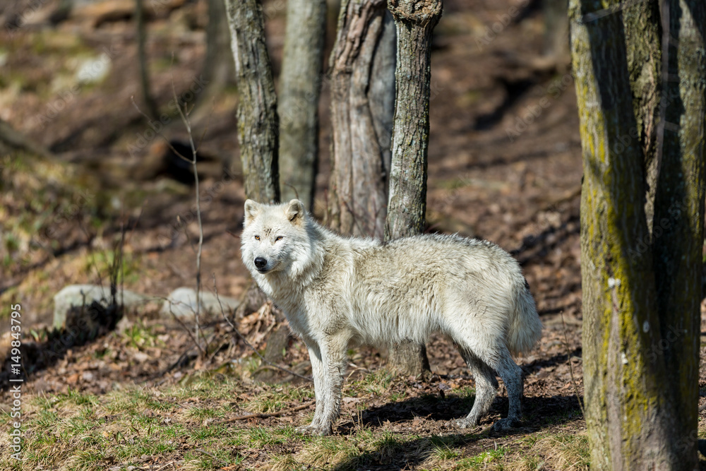 White Arctic wolf in a forest in Northern Canada alert and looking for prey, taken just after the snows had cleared in early April. White Arctic wolf in a forest in Northern Canada alert and looking for prey, taken just after the snows had cleared in early April.