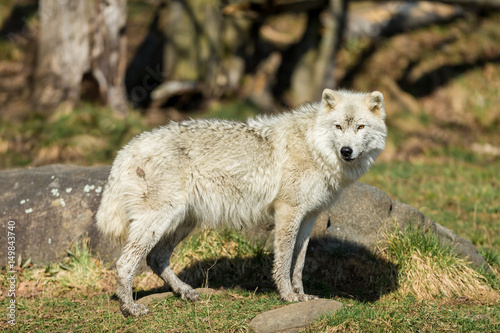 White Arctic wolf in a forest in Northern Canada alert and looking for prey  taken just after the snows had cleared in early April.