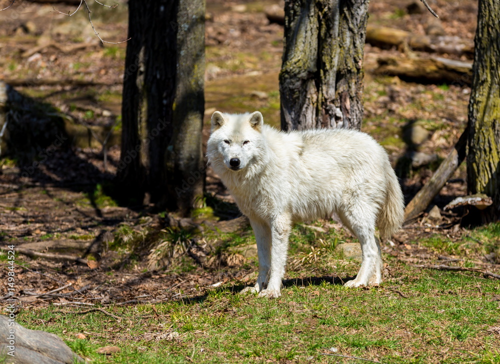 White Arctic wolf in a forest in Northern Canada alert and looking for prey, taken just after the snows had cleared in early April. White Arctic wolf in a forest in Northern Canada alert and looking for prey, taken just after the snows had cleared in early April.
