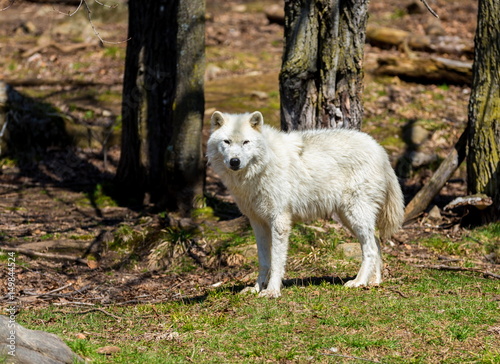 White Arctic wolf in a forest in Northern Canada alert and looking for prey  taken just after the snows had cleared in early April.