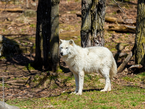 White Arctic wolf in a forest in Northern Canada alert and looking for prey  taken just after the snows had cleared in early April.