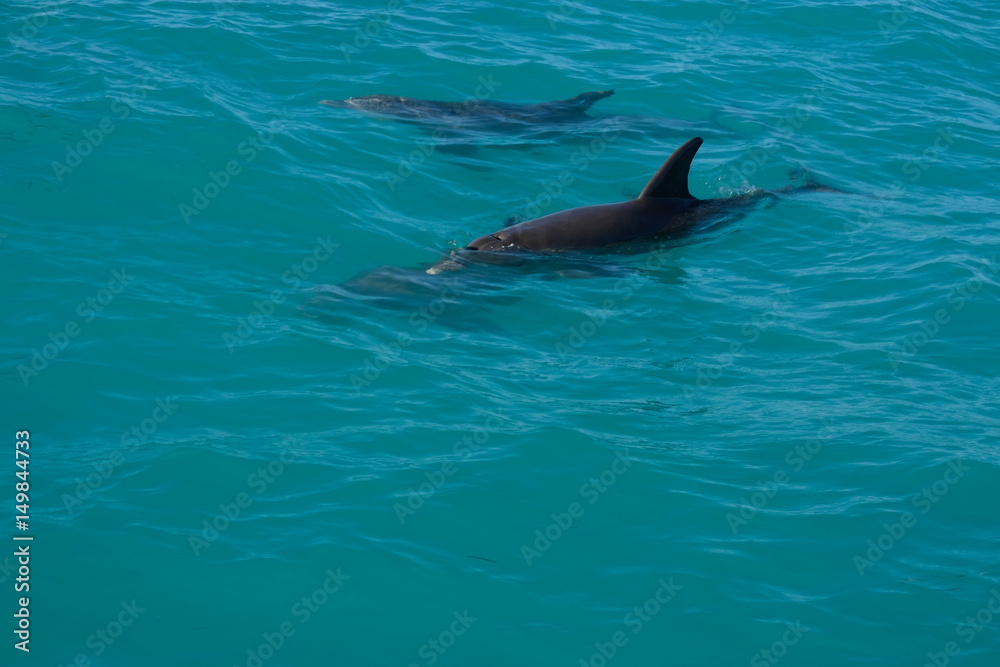 Fototapeta premium Dolphins of Key West