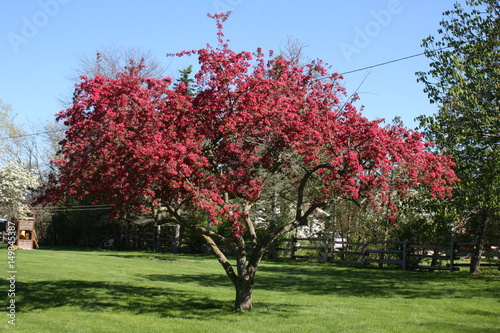 red bud tree or flowering crab apple?
