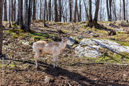 A red deer in a forest in Quebec Canada.