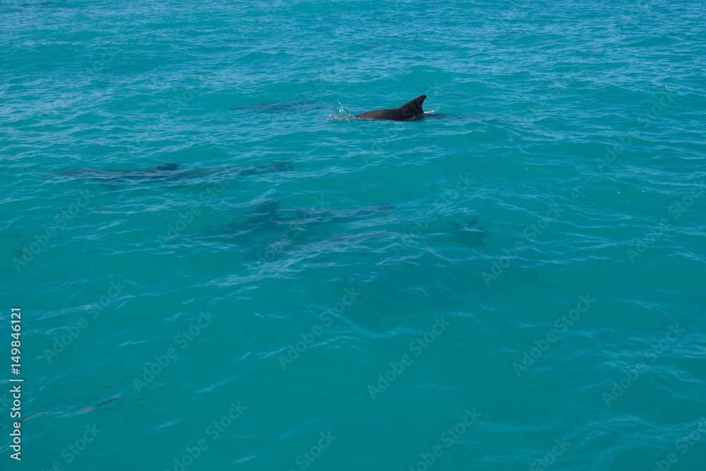 Fototapeta premium Dolphins of Key West