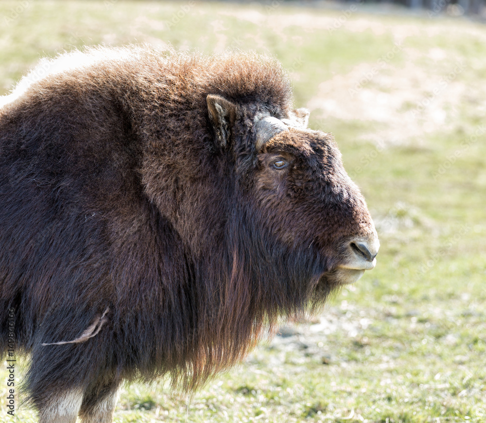 Musk Ox in a nature reserve in northern Quebec Canada. Musk Ox in a nature reserve in northern Quebec Canada.