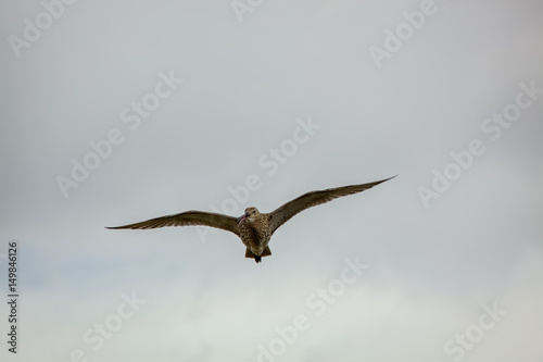 Eurasian Curlew  Numenius arquata 