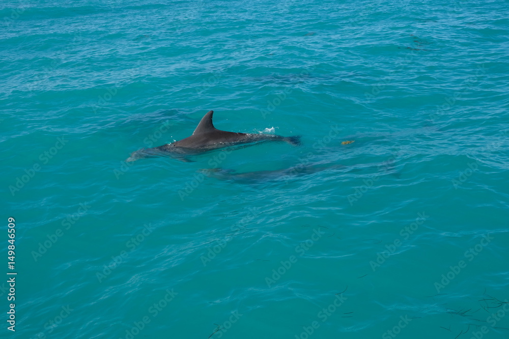 Obraz premium Dolphins of Key West