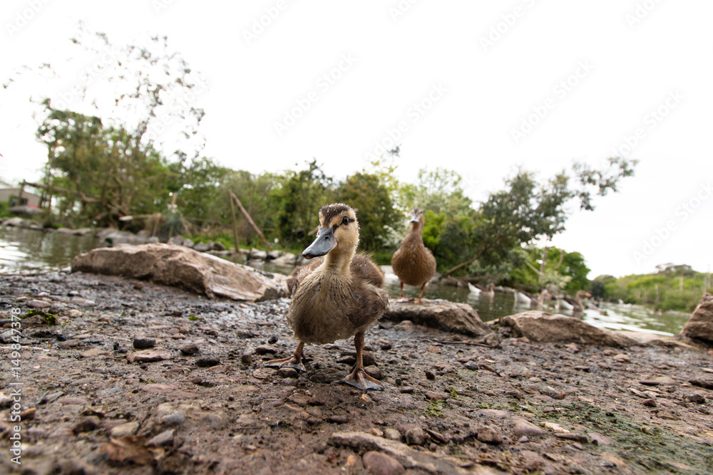 Single baby duck standing outside of a lake Single baby duck standing outside of a lake
