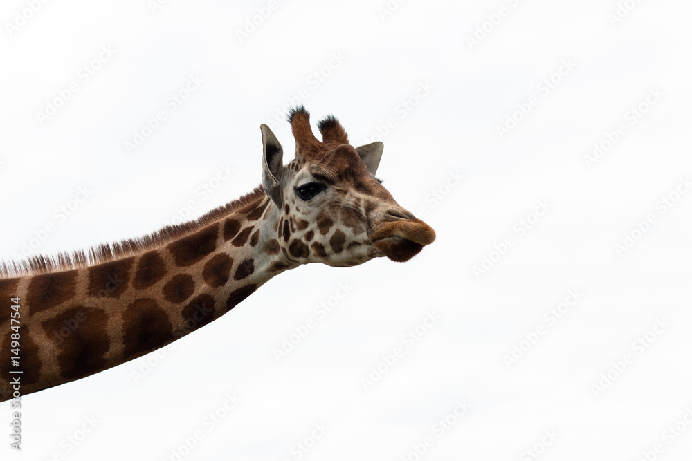 Fototapeta premium Close up of a giraffe from neck up against a bright blue sky