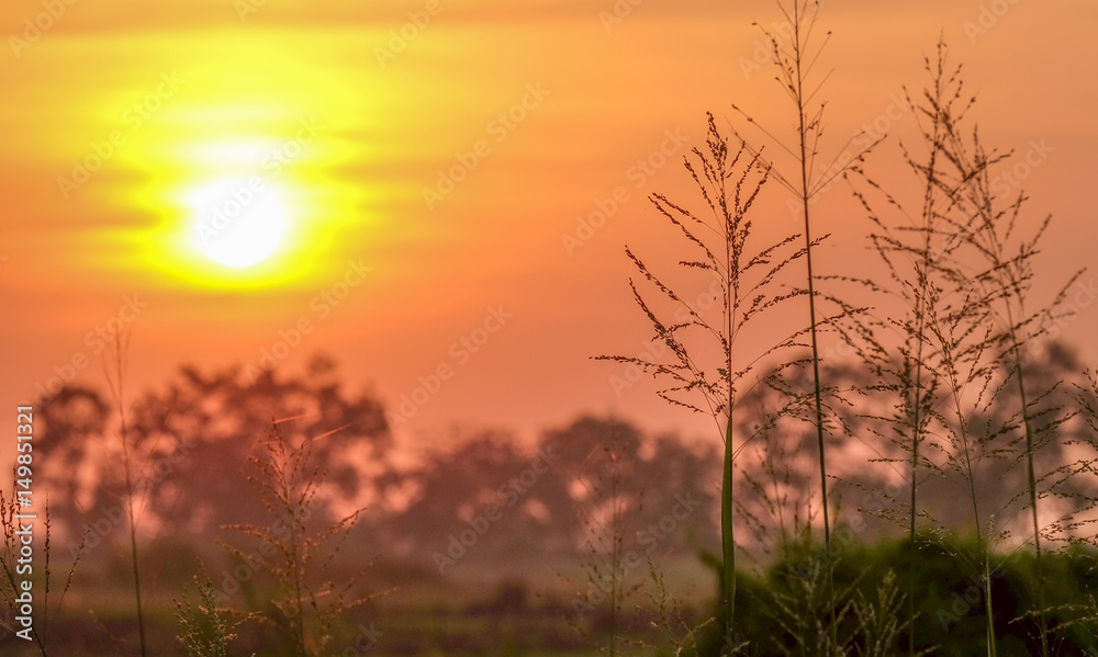wonderful dramatic scene. fantastic sunrise over the meadow