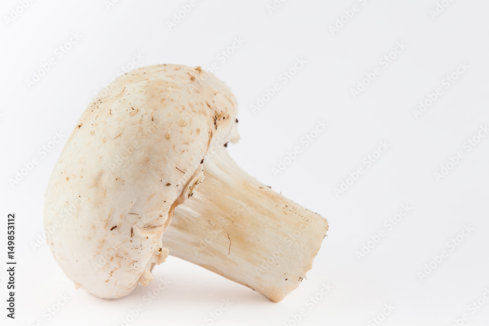 Freshly harvested mushroom (Agaricus bisporus) isolated in white background Freshly harvested mushroom (Agaricus bisporus) isolated in white background