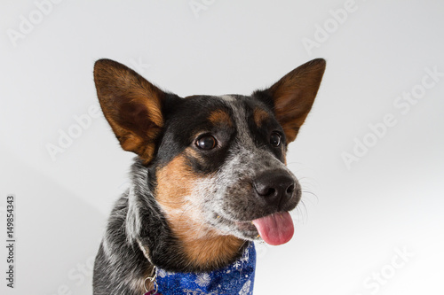 dog tongue