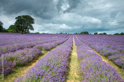 Lavender Field in Banstead Surrey