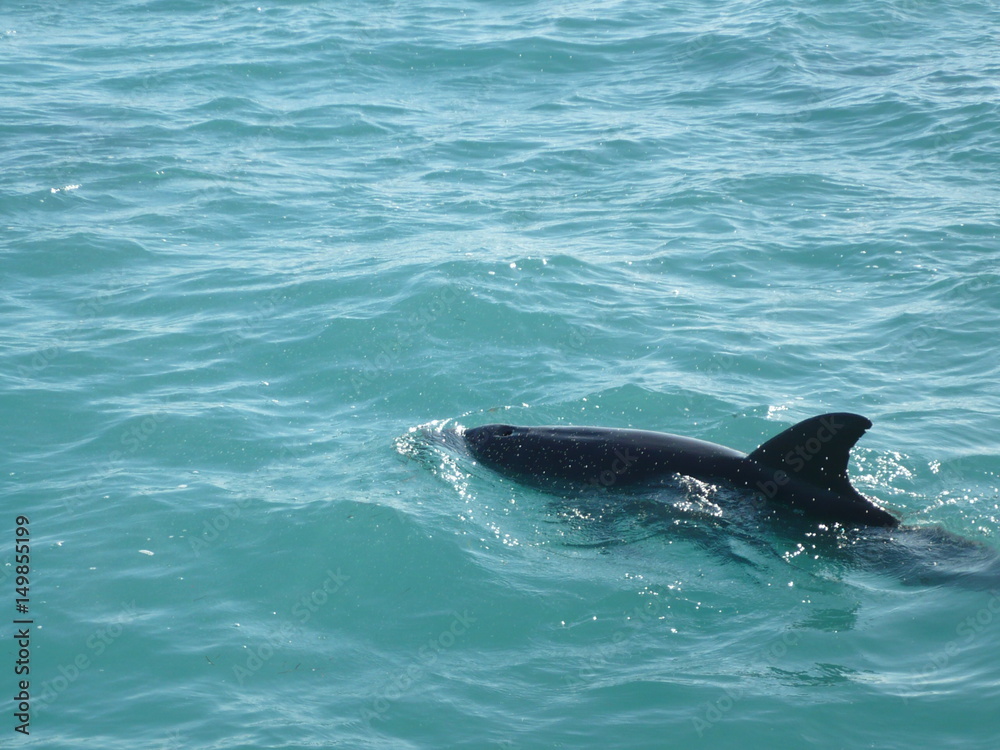Naklejka premium Dolphin watching in Florida
