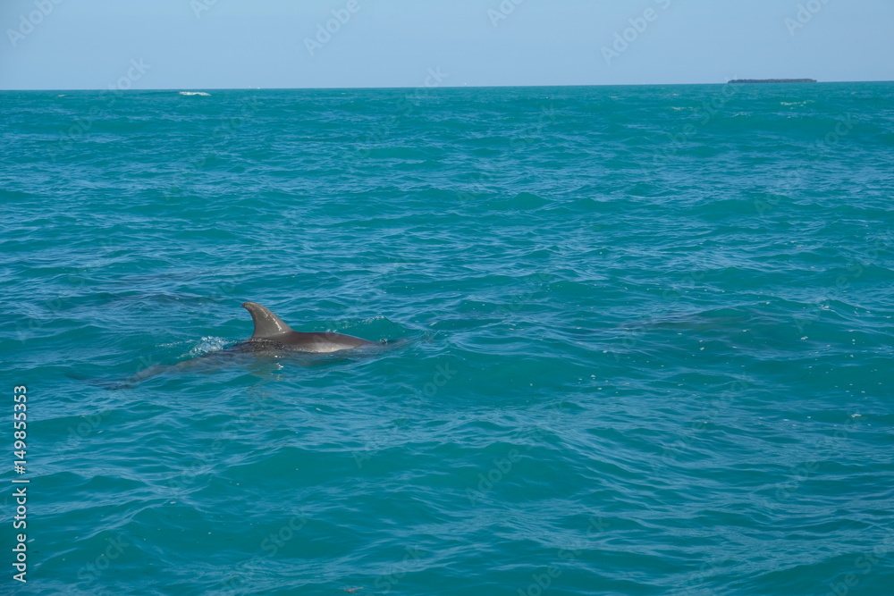 Dolphin watching in Florida