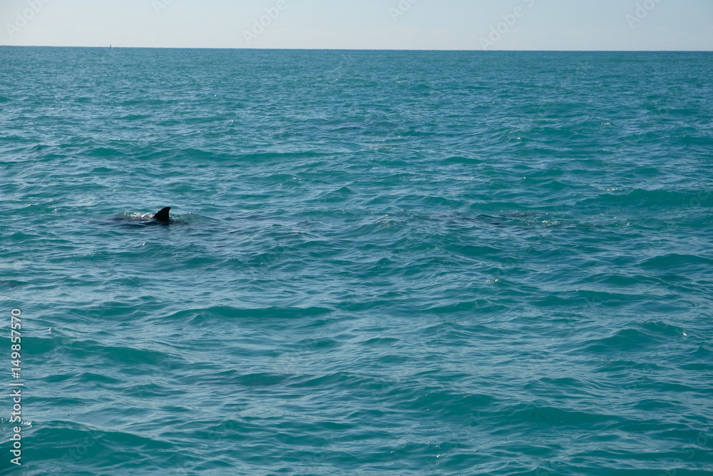 Fototapeta premium Dolphins in Florida's water