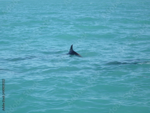 Dolphins in Florida's water