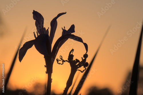 Iris flower  shooting of sunset in the background 