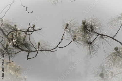 Almmora pines in the mist