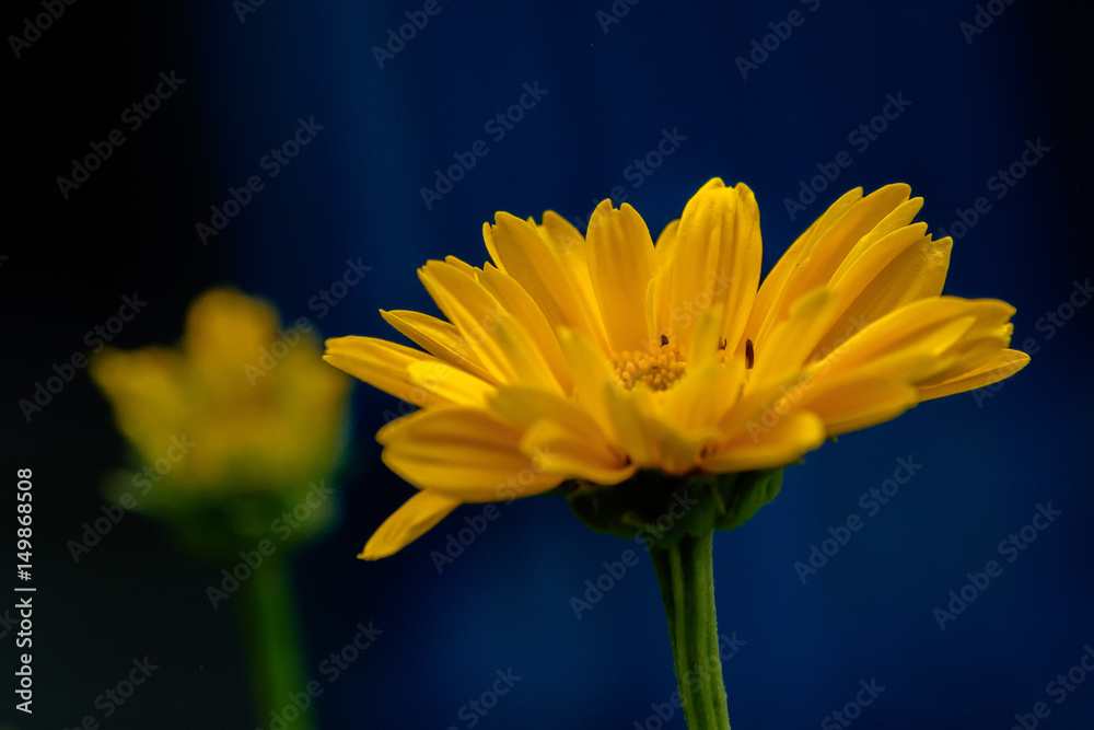 Fototapeta premium Yellow Light