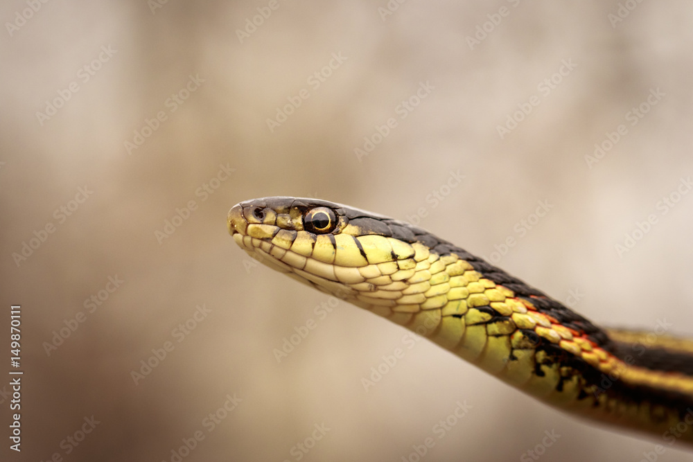 Closeup shot of red-sided garter snake Closeup shot of red-sided garter snake