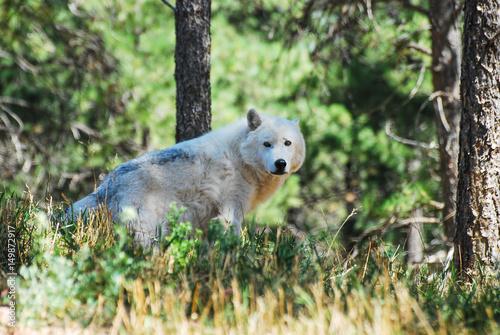 Arctic Wolf in forest
