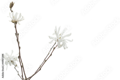 Branch  with Royal Star Magnolia Flower Blossom against a white background