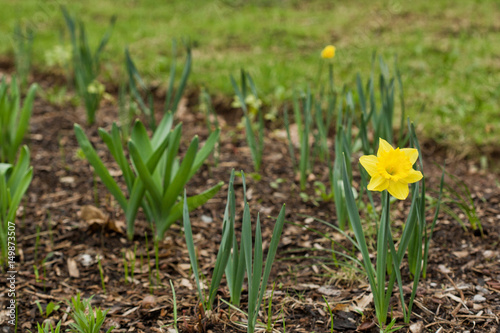 Yellow Daffodils growing in a garden in Spring with space to the left