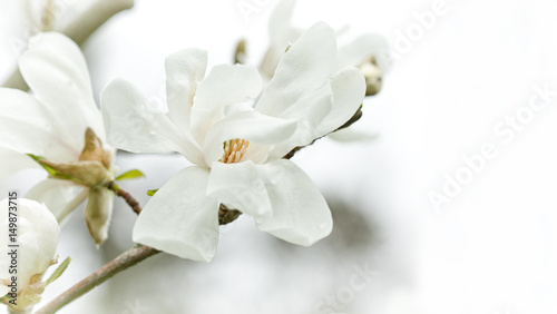 Royal Star Magnolia Flower Blossom