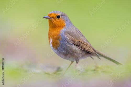 Portrait of Robin on bright background