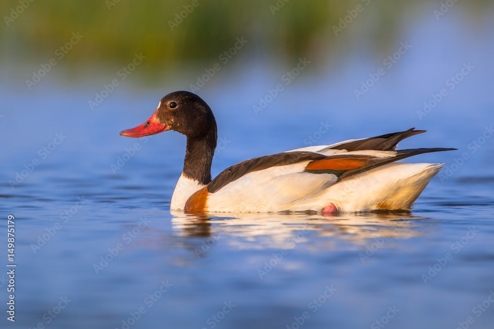 Swimming Female Common shelduck Swimming Female Common shelduck