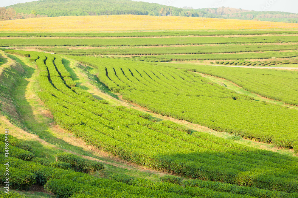 Tea farm on land