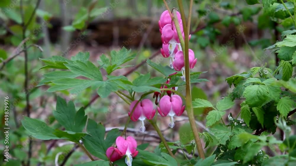 A branch of heart shaped bleeding hearts flowers swaying in the breeze A branch of heart shaped bleeding hearts flowers swaying in the breeze