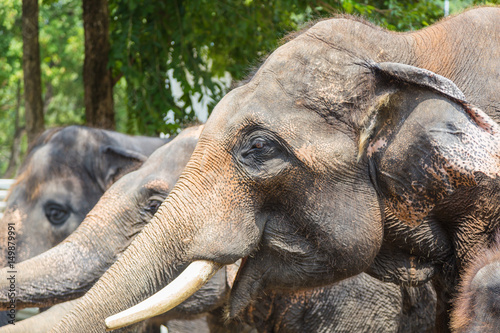 Wild elephant in animal park photo