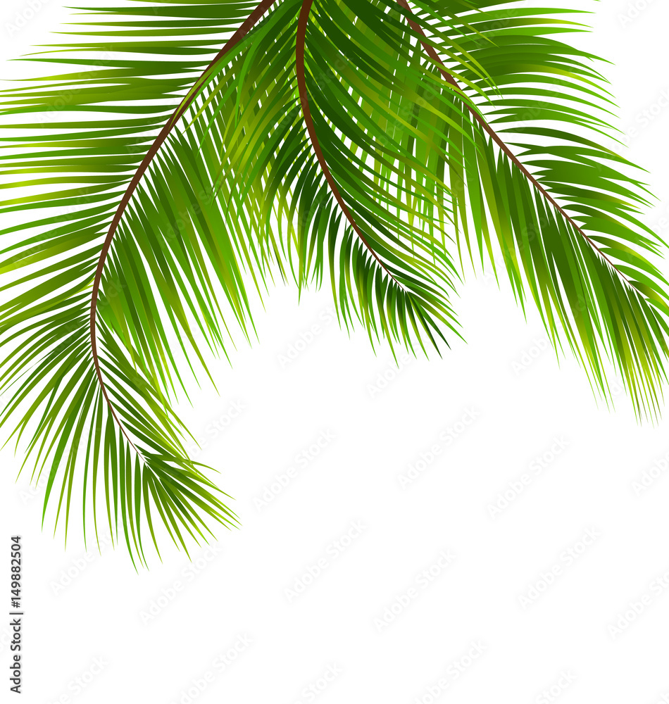 Naklejka premium Exotic Tropical Background with Palm Leaves