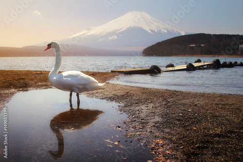 White Swan of Lake Yamanaka with Mt. Fuji background at Yamanashi,Japan. Lake Yamanaka is a point of view Mount Fuji is very popular for photographers and tourists. Travel and natural Concept photo