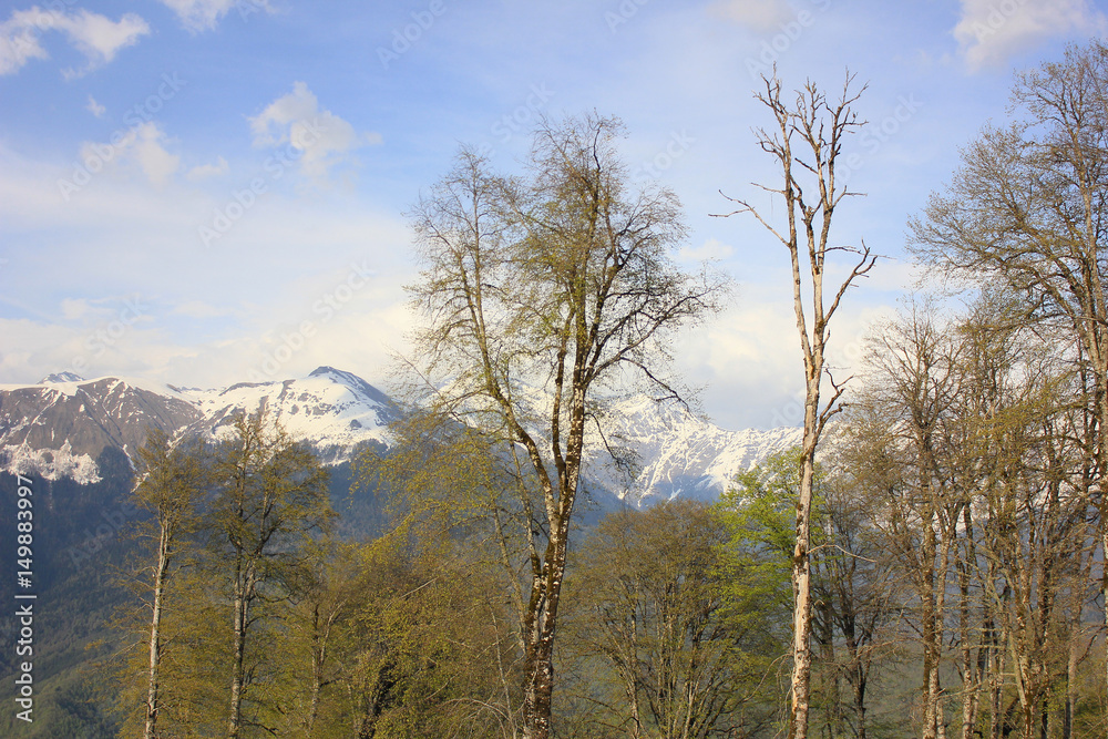 Obraz premium Mountain forest. Trees against background of mountains.