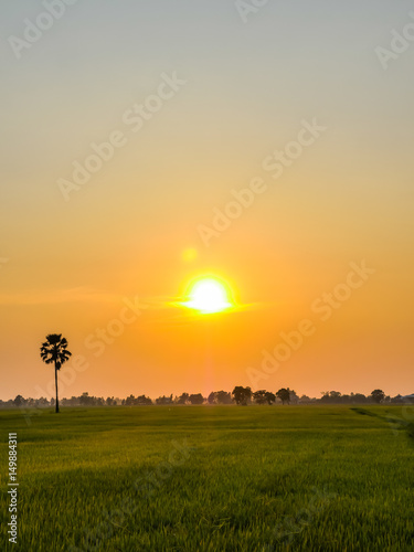 rice fields in sunset.The rice husk from green starts to turn yellow. Close to rice harvest time. Farmers have to pump water in rice paddies out of paddy fields to harvest rice. photo