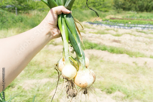 たまねぎ　収穫