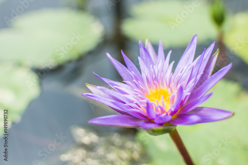 The beautiful lotus on the surface  with clear light  can put advertisement text in rich colors and clear images.
