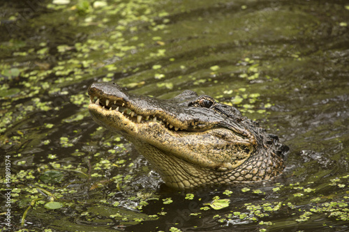 Alligator rising out of the water of a swamp  Florida.