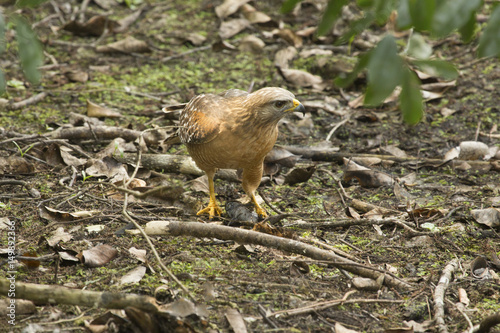 Red shouldered hawk standing with a fish in its talons. © duke2015