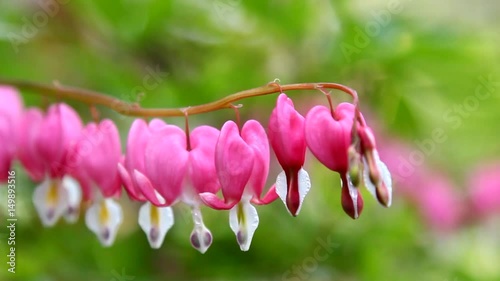 A branch of heart shaped bleeding hearts flowers swaying in the breeze