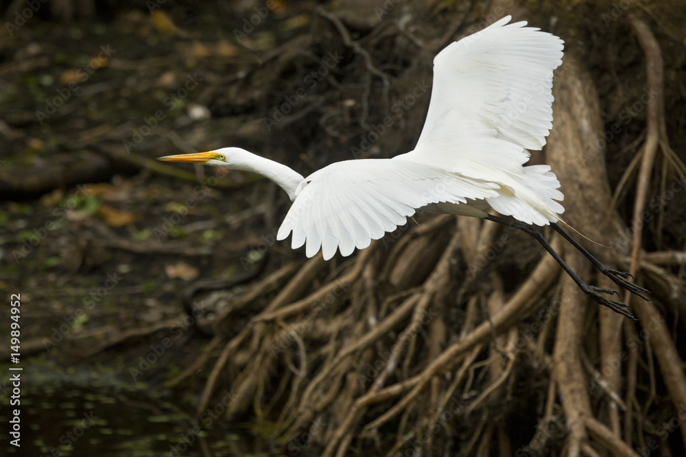 Great egret flying with roots in the background, Florida's everglades. Great egret flying with roots in the background, Florida's everglades.